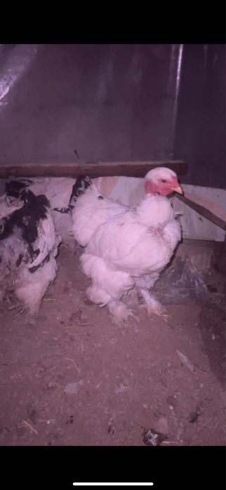 Тауық индаутка қаз