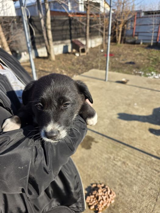 Donez pui rasa comuna metis