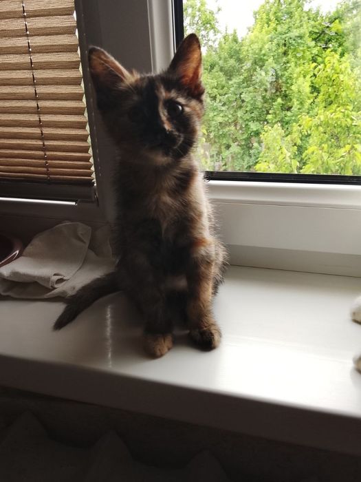 Котенок отдадим в хорошие руки