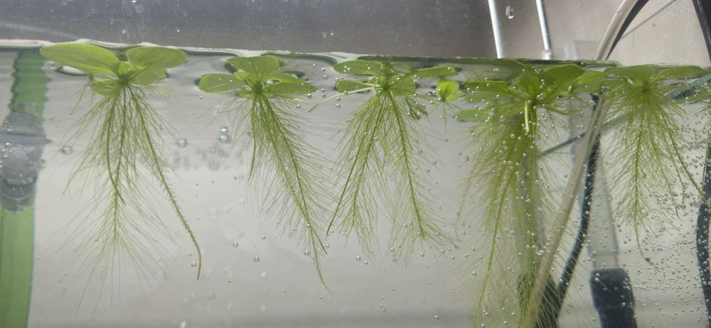 Пистия продается