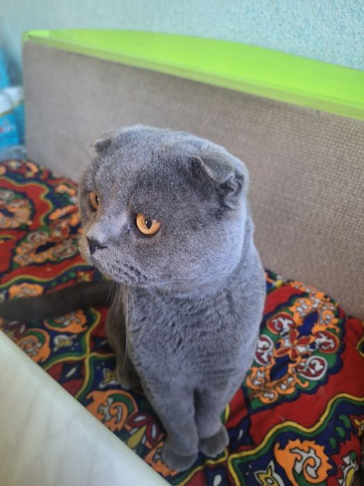 Парода    Скотч     Фолд