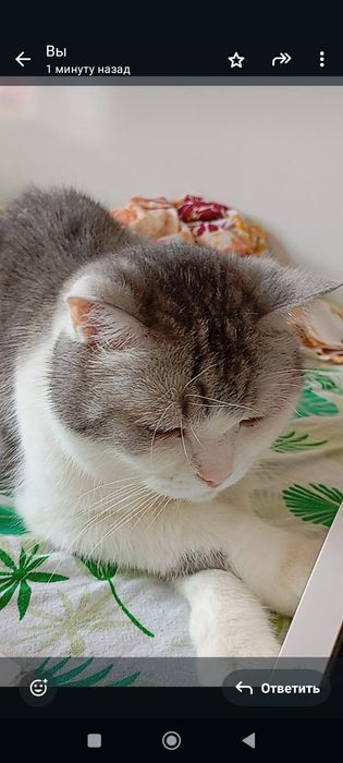 Продам кота доброго, спокойного