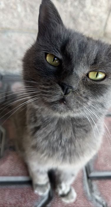 Котик ищет домик