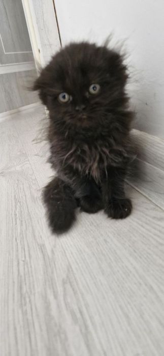 Scottish Fold ва Scottish Straight мушук болалари сотилади