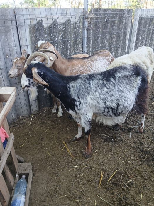 Vând 35 de capre și 15 plus iede și miei