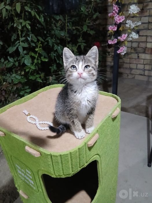Котятам нужна семья!