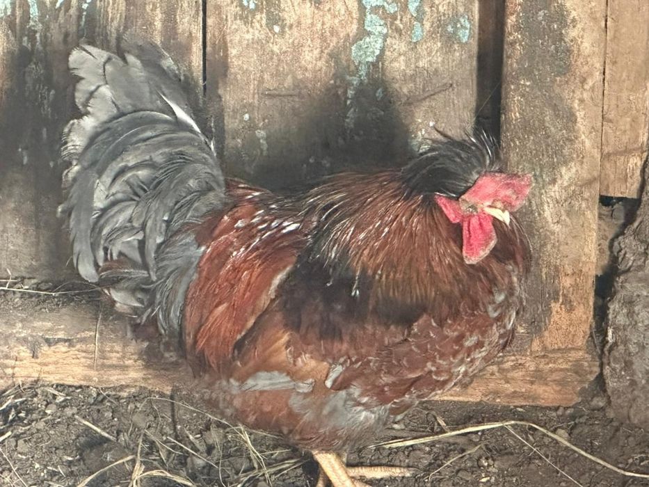 Продам петухов на племя