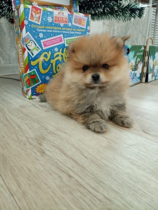 Шпицы щенки рыжие