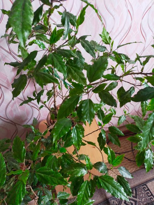 Продам колиус, хлорофитум, гибискус