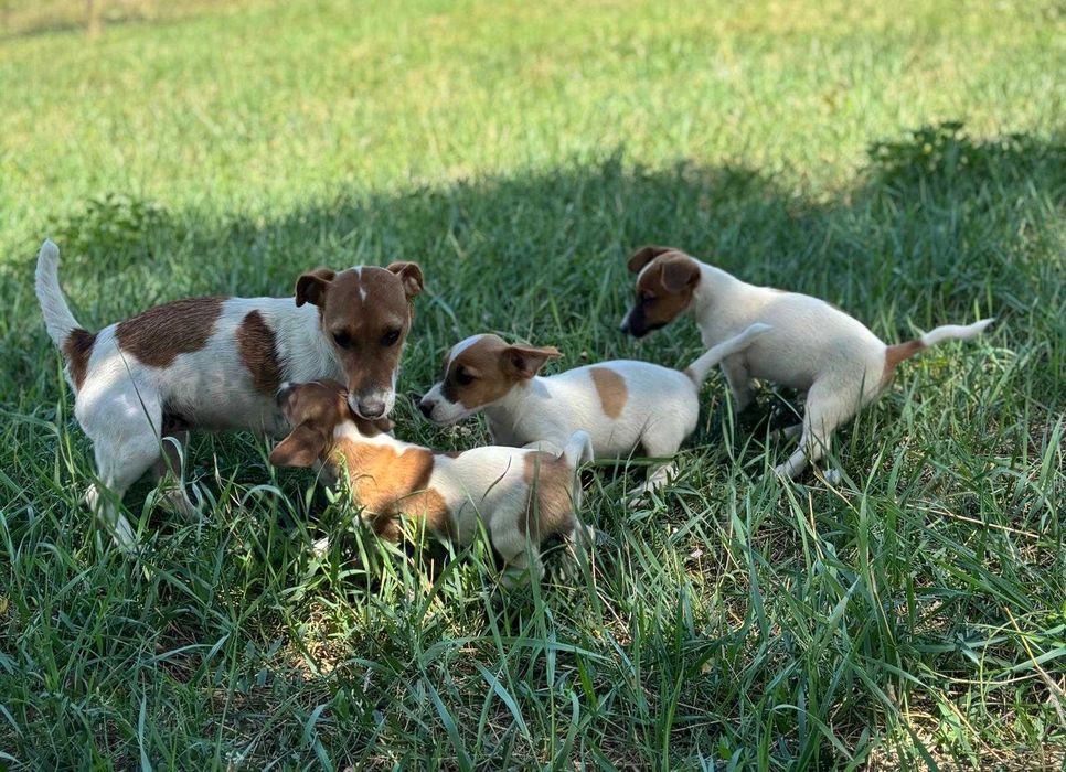 catel jack russell terrier
