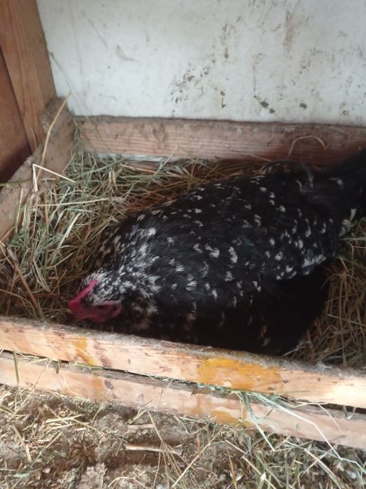 Курки шабо япон сотилади