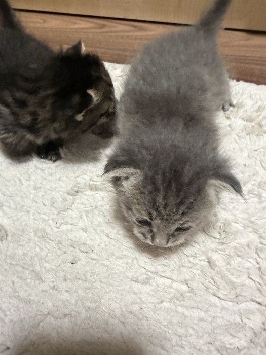 Отдадим котят в добрые руки