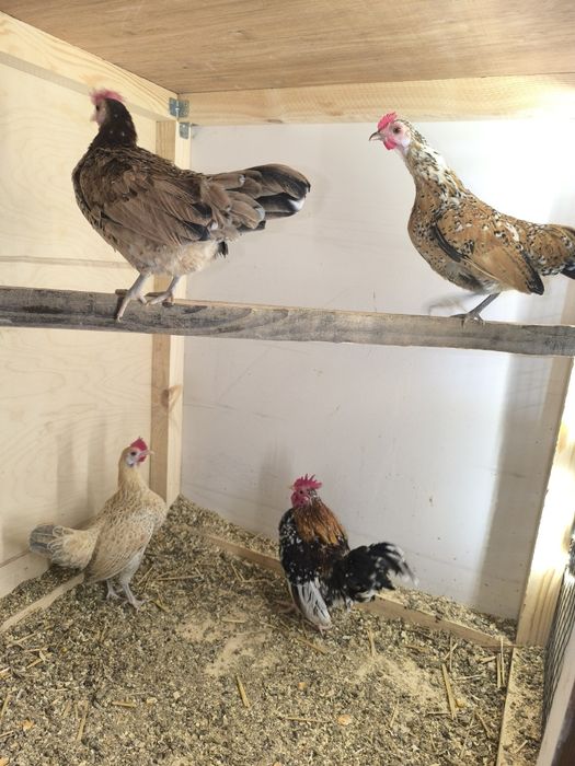 Карликовые куры.