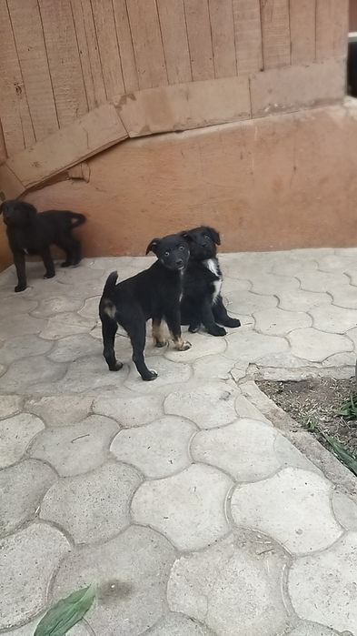 Отдаю щенков в добрые руки