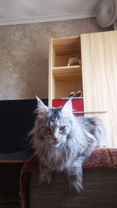 Продам Кота породы Мэйн Кун