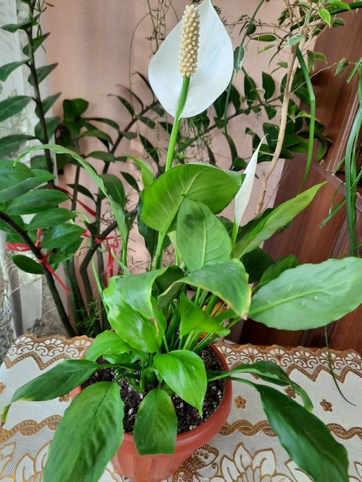 Продам спатифиллум