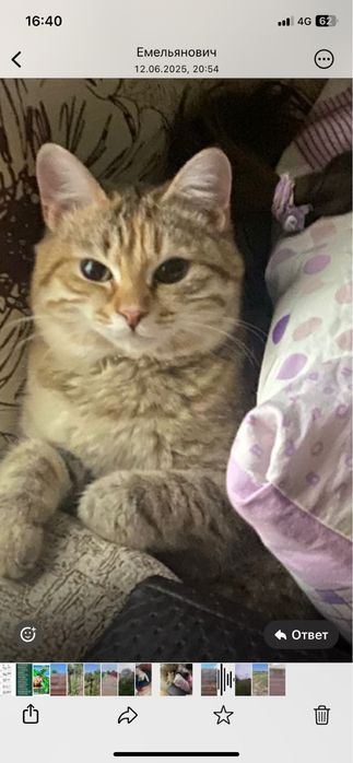 Пропала кошечка зовут Мия просим вернуть за  вознаграждение