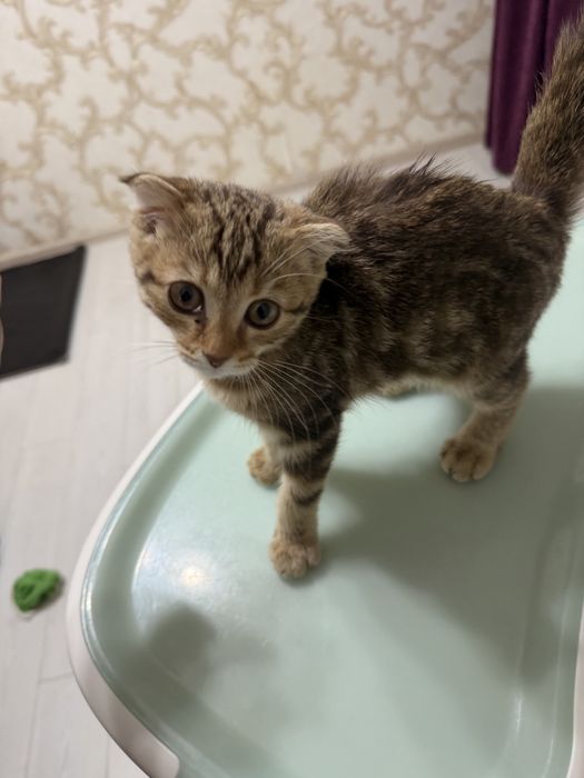 отдам котенка девочка