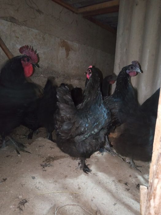 Тавик хораз тухим