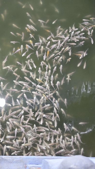 Koi karp baliqlar sotiladi