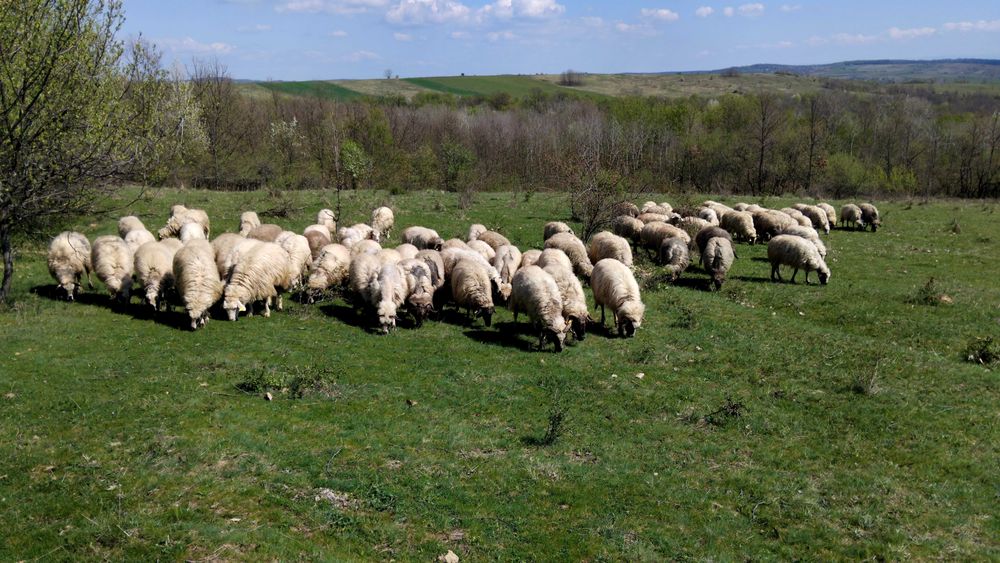 Oi cu lapte de vanzare