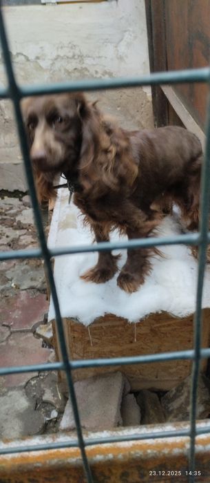 Продам спаниель девочку