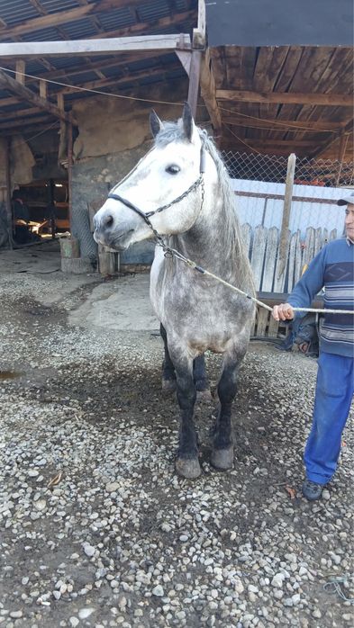 Vand cal in varsta de 5 ani