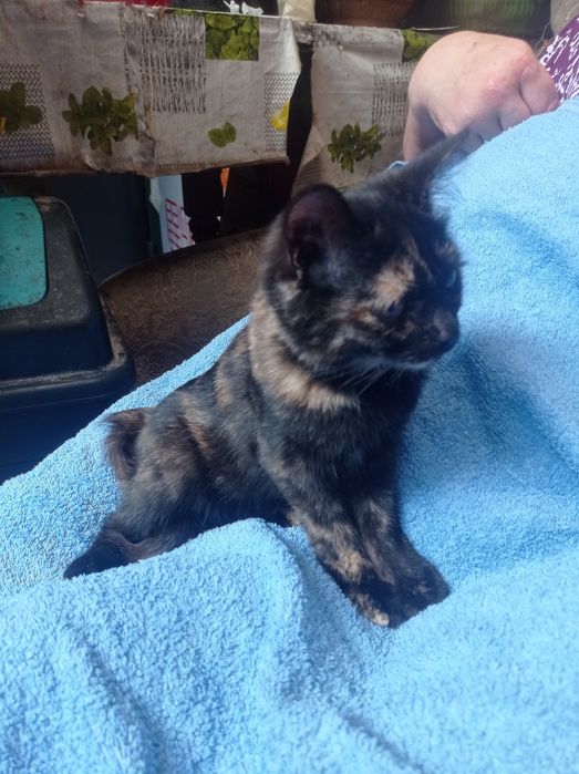 Котенок ищит новый дом