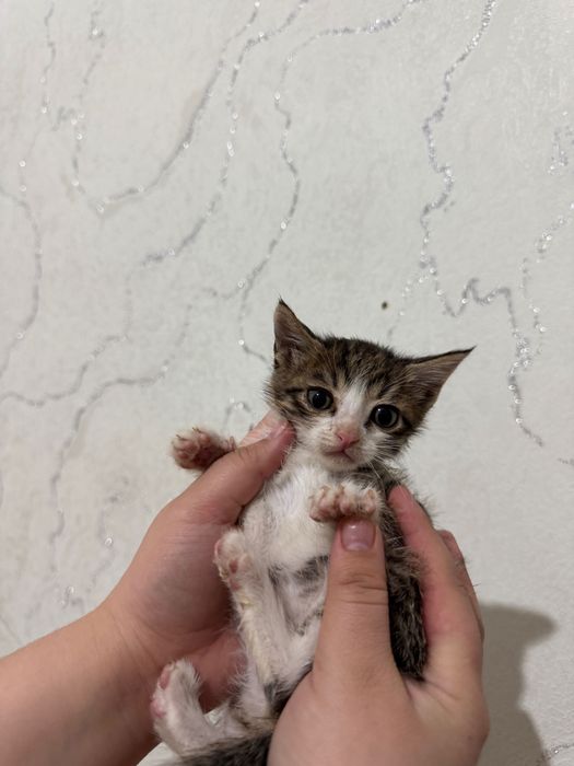 Отдаю котят в добрую руки