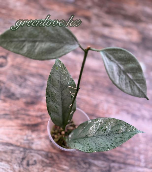 Коллекционные хойи разных сортов