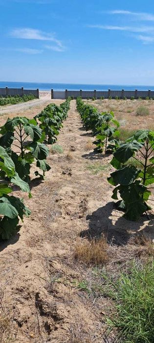 Павловния TL-16, гибрид, адаптированный