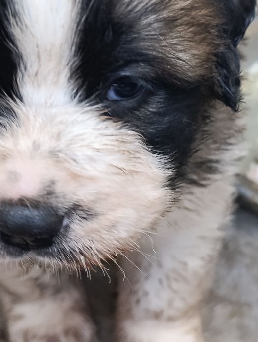 Московская сторожевая