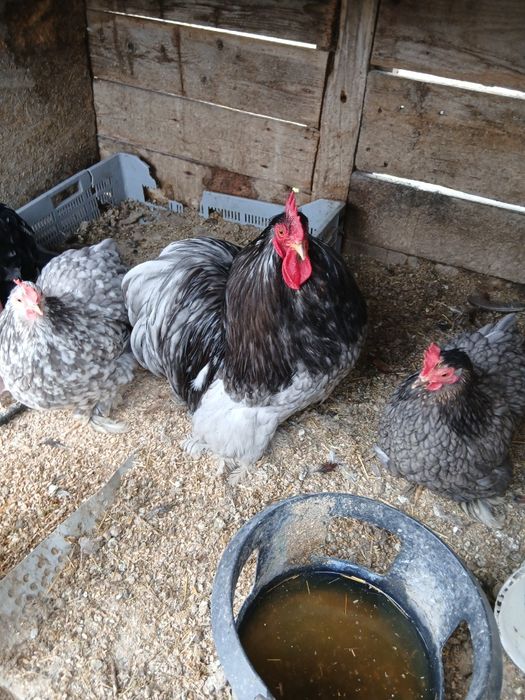 Oua incubat phoenix  cochinchina sebright chabo