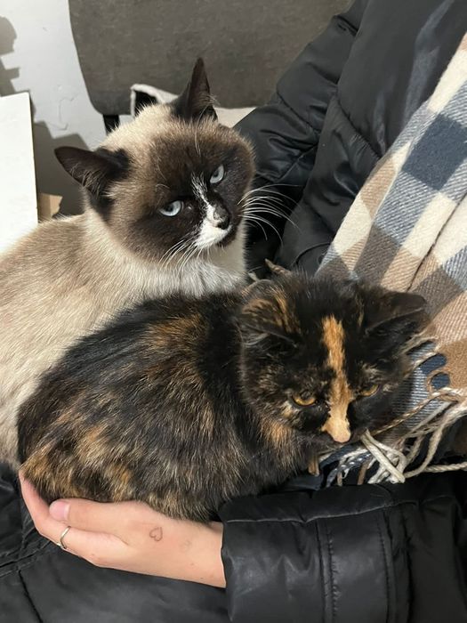 Отдам кошек в добрые руки