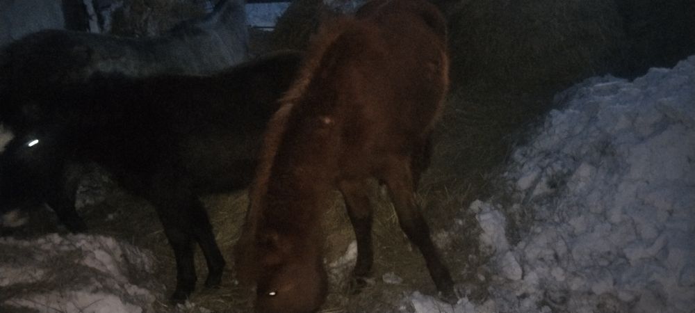 Продам лошадей кобыл