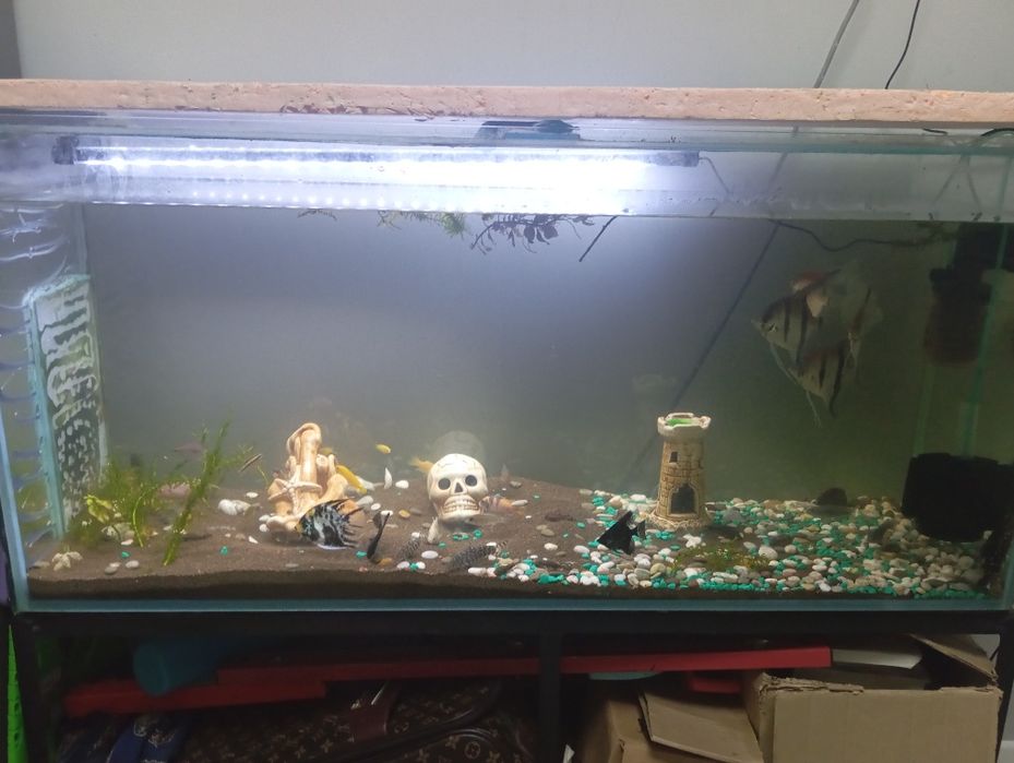 Продам аквариум с тумбой и рыбками
