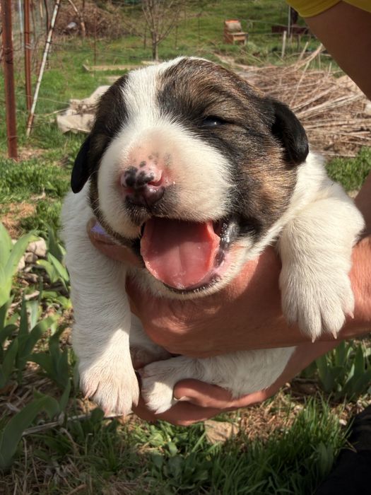 Отдам щенков в добрые руки