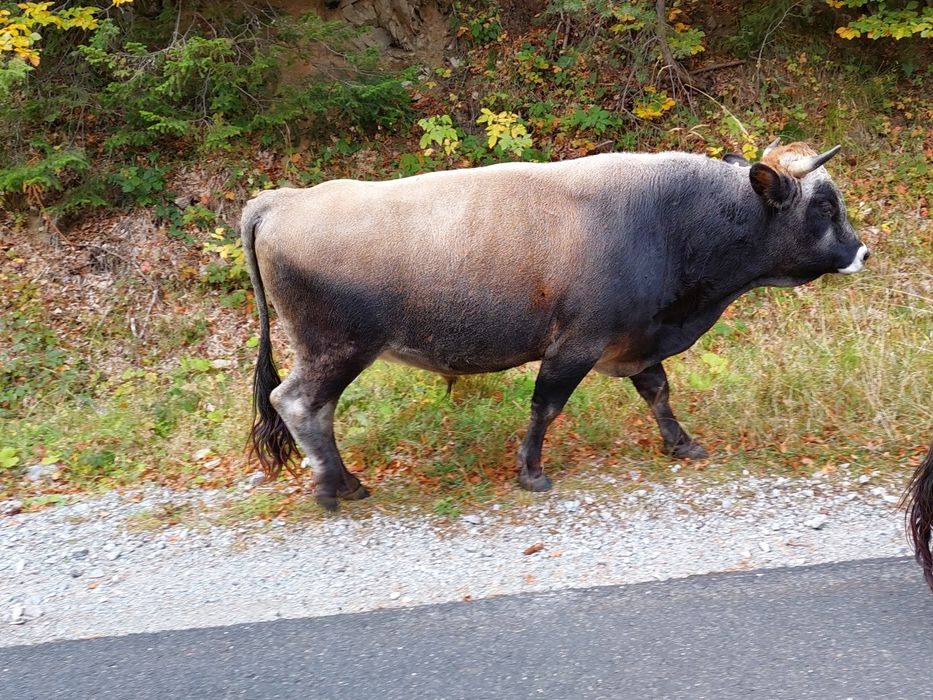 Продавам крави и бикове