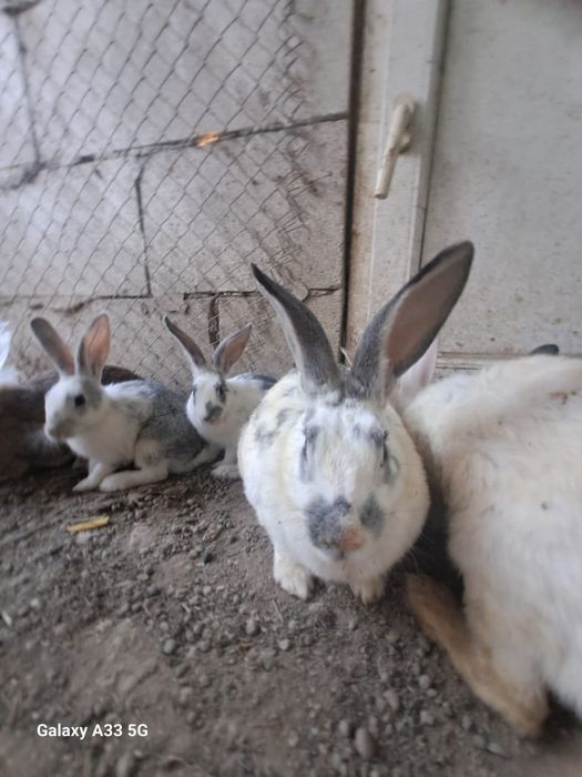 Животные кролики