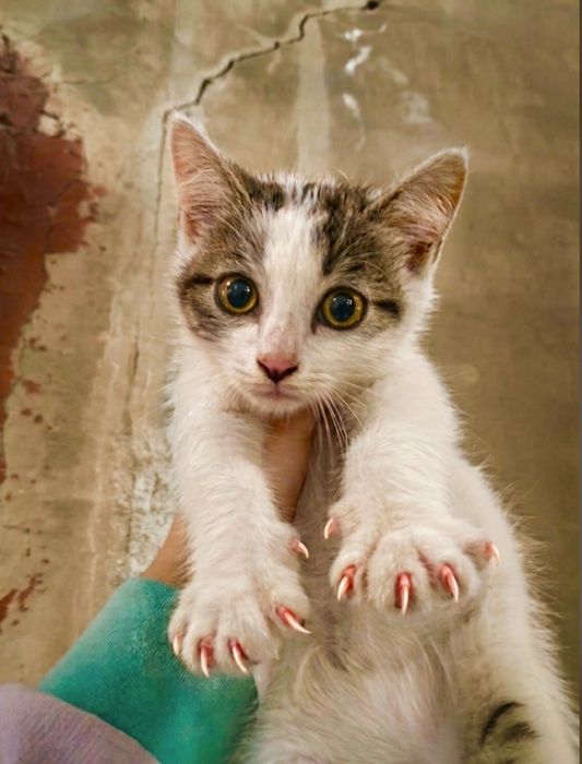Котята в добрые руки