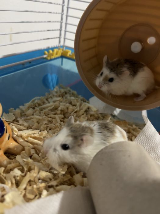 Donez hamsteri pitici