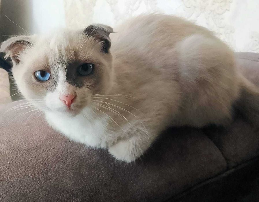 Отдам котенка мальчик