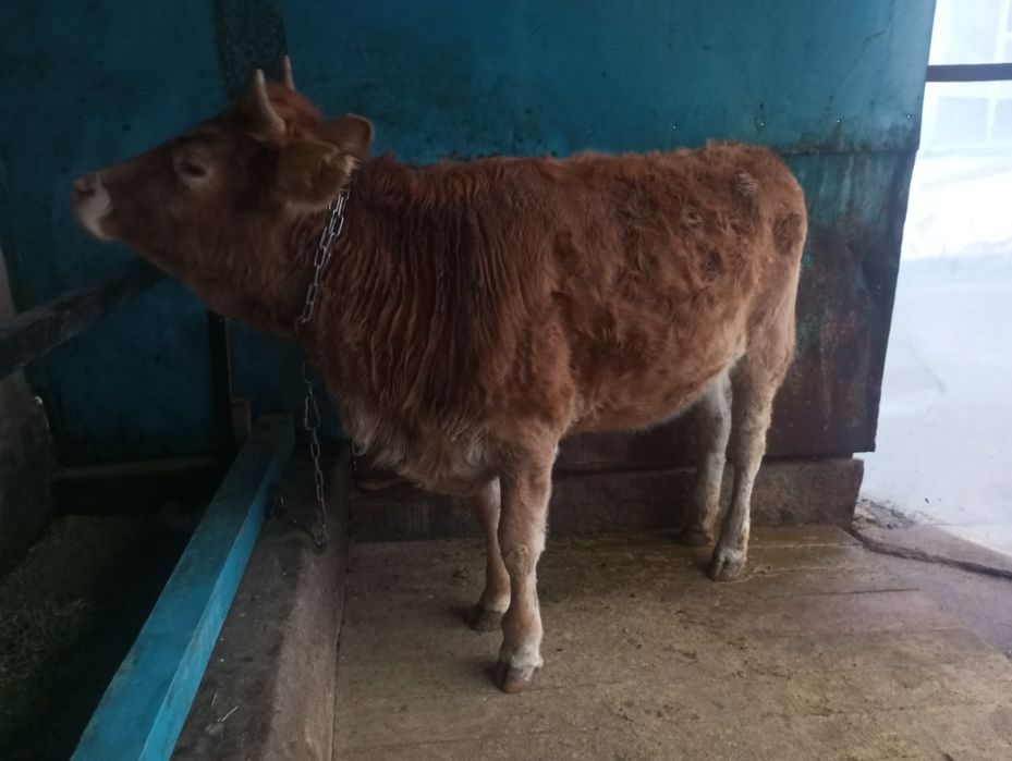 Продам жирную телку