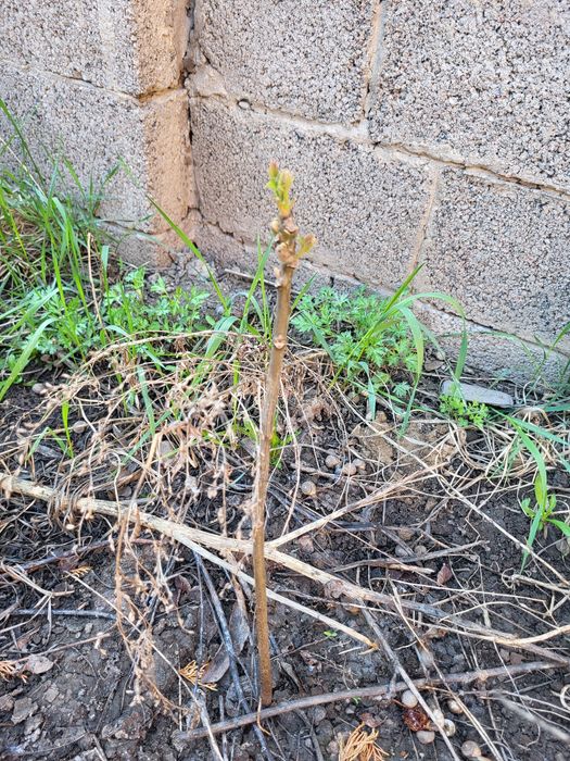 Продам саженцы чёрного ореха