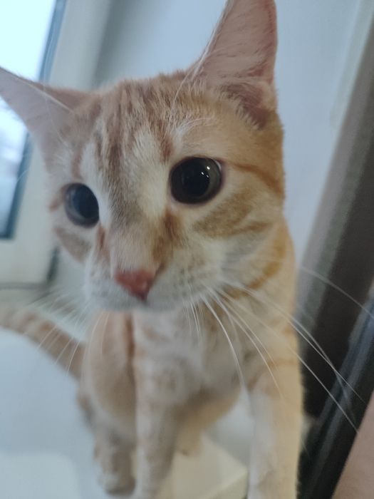 Отдам котика в добрые руки