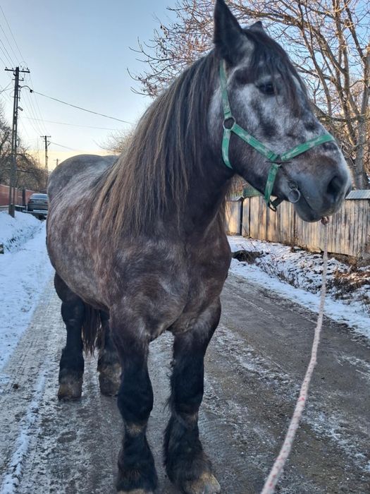 Manz de 3 ani 750 kg