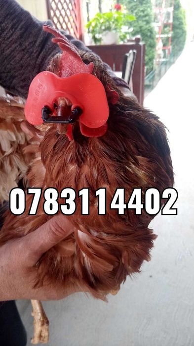 Gaini Fazani Pasari Pauni Curci-Ochelari Impotriva Canibalismului - SM