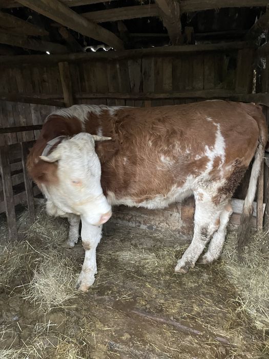 Vând Vita vârsta 1 an si 8 luni