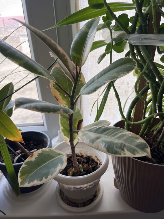 все цветки дам на 30 000