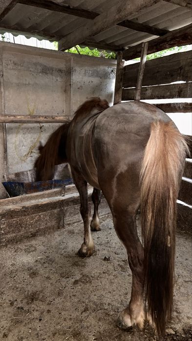 Лошадь / жылқы |  Айғыр 4 жасар аткорм